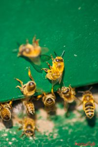 Darf ich auf meinem Blog meine Bienen vorstellen? Darf ich auf meinem Blog meine Bienen vorstellen?