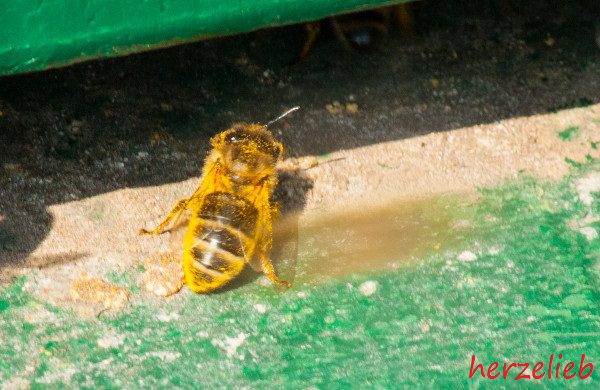 Ich freue mich als Blogger über Honig, Bienen und die Imkerei zu schreiben!