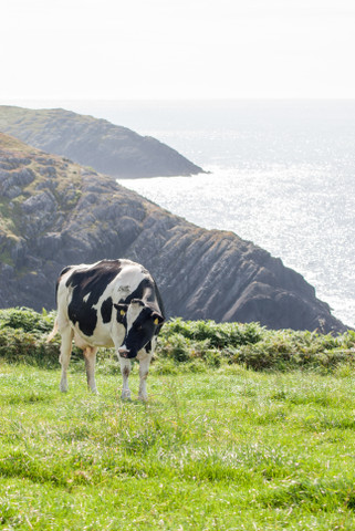 Irland - Kühe weiden an den Klippen - herzelieb