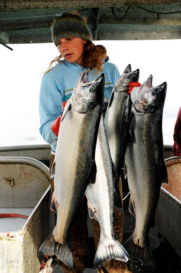 Lachse aus Alaska